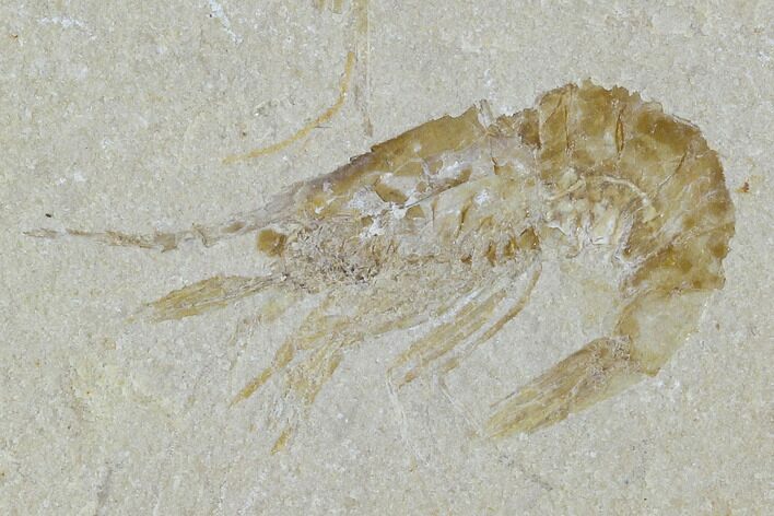 Cretaceous Fossil Shrimp - Lebanon #107671
